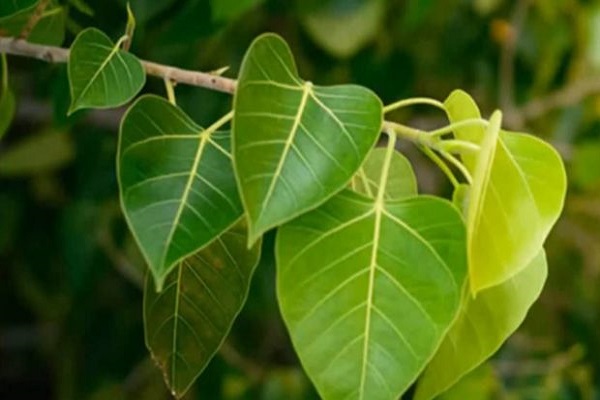 PunjabKesari Vastu tips for Peepal tree